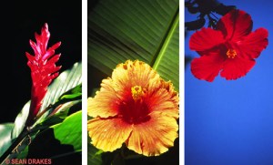 pairedimages27DRAKES